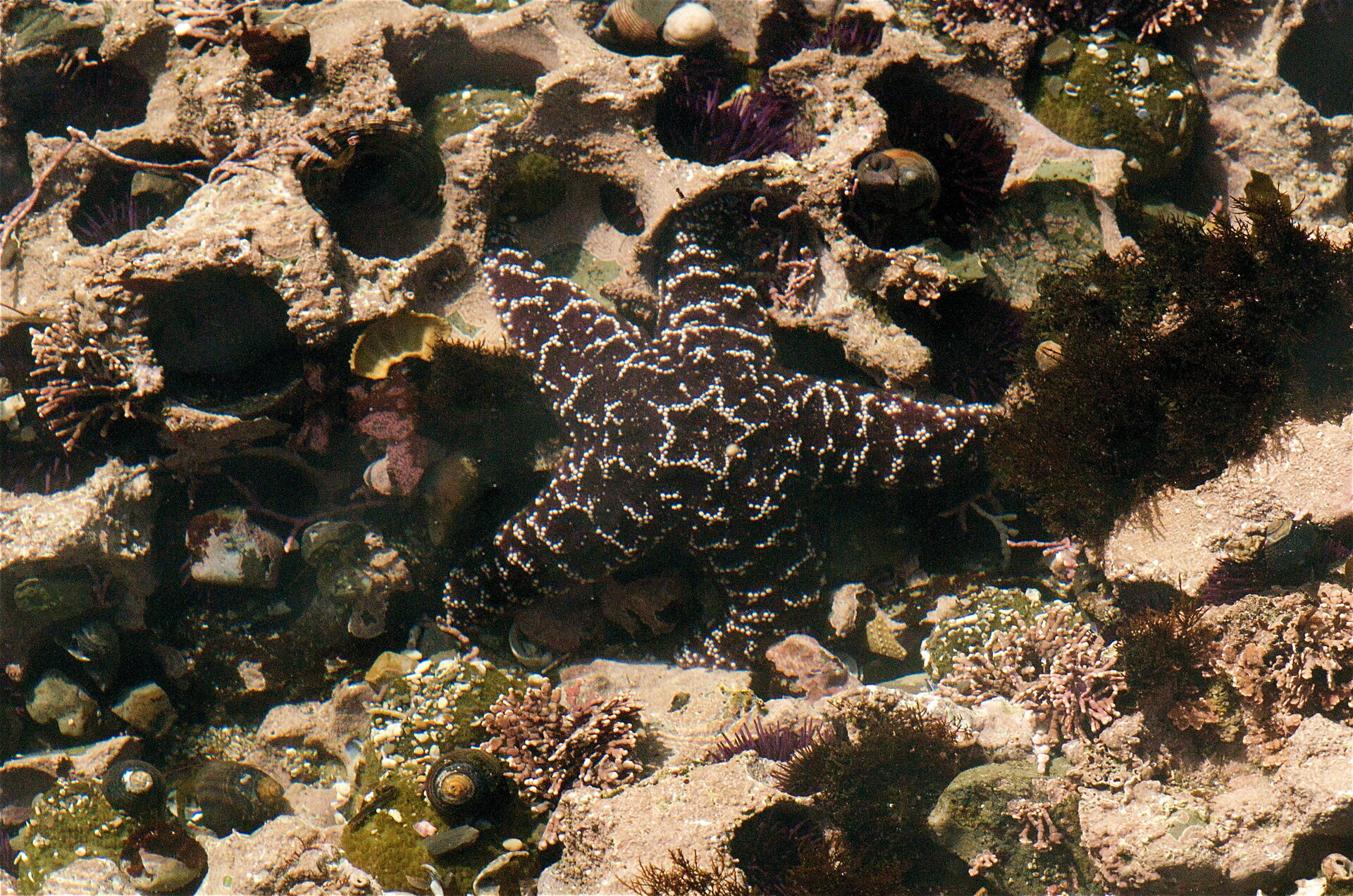 A purple ochre sea star, Pisaster ochraceus, clinging to wet rocks at low tide, surrounded by mussels and barnacles.