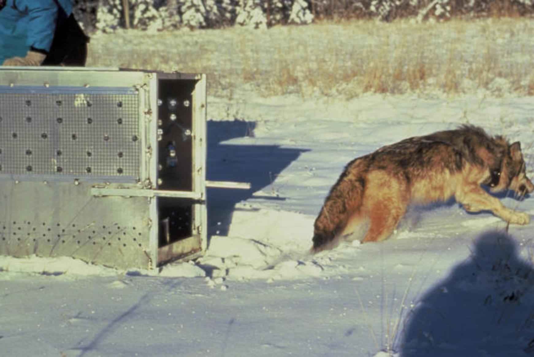 A gray wolf wearing a radio collar, walking through a snowy meadow.