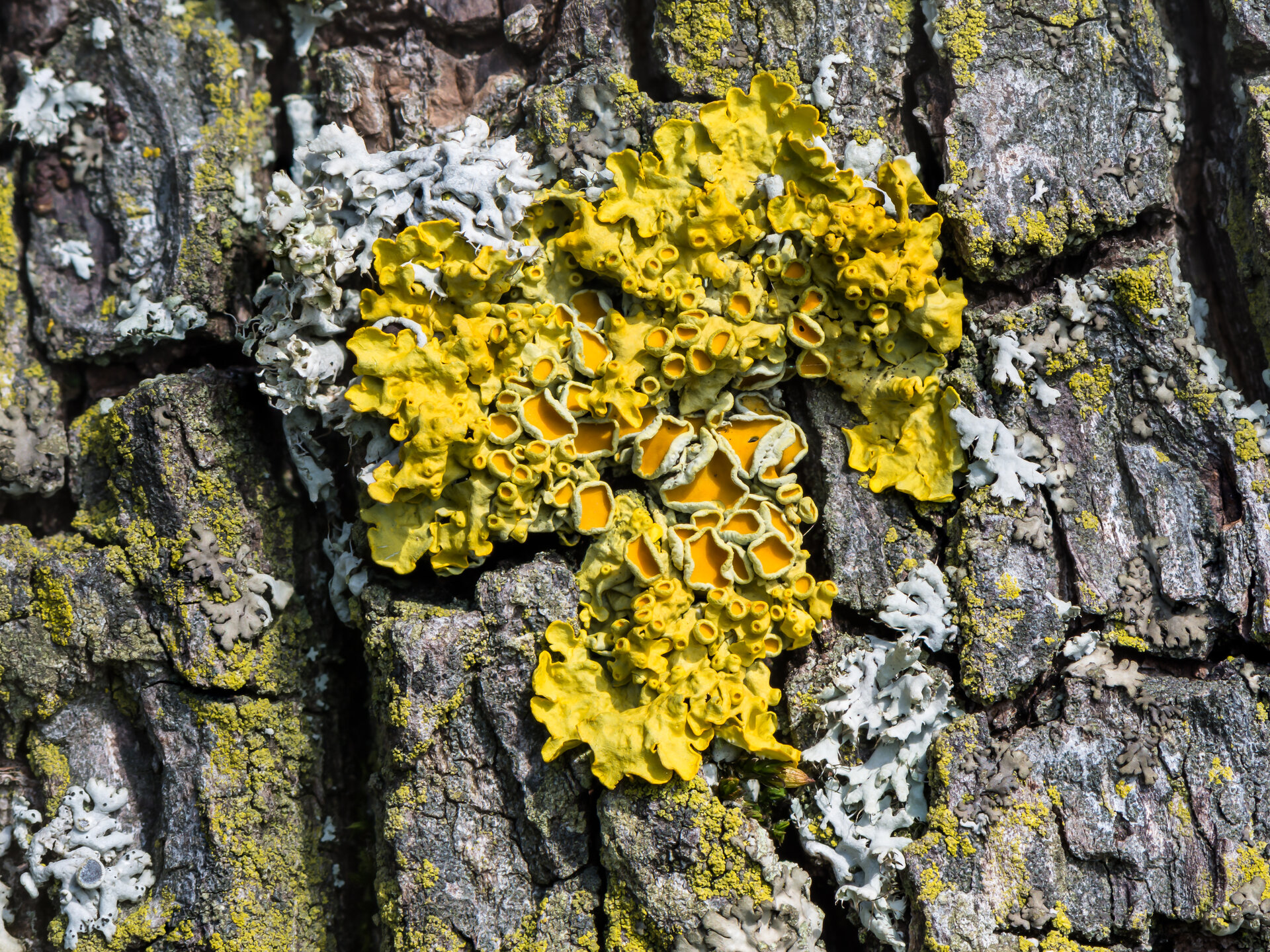 Bright orange Xanthoria parietina lichen colonizing a tree branch — a nitrogen-tolerant species typical of post-recovery urban areas.