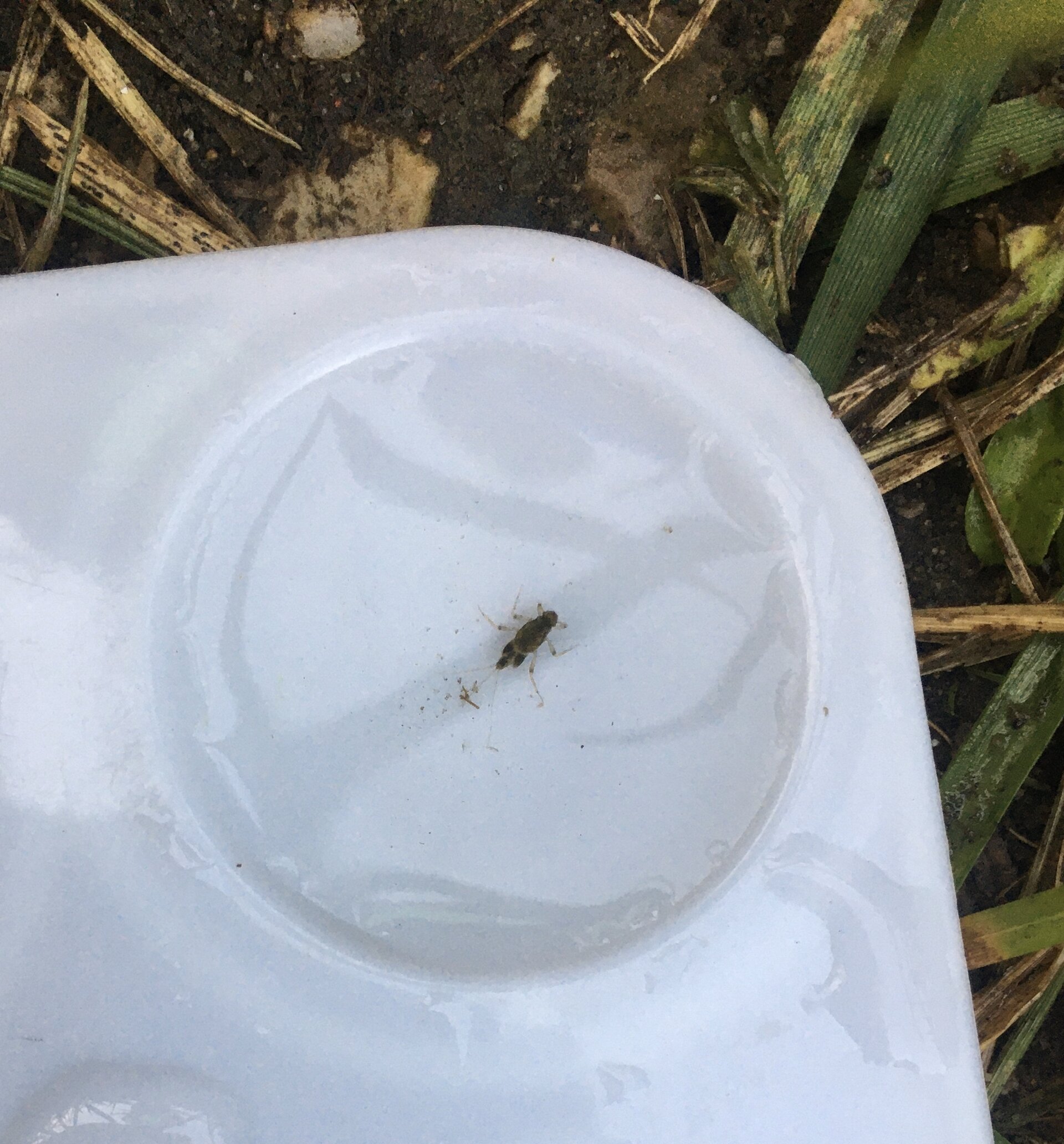 A mayfly nymph held on a fingertip, six legs and three tail filaments visible.