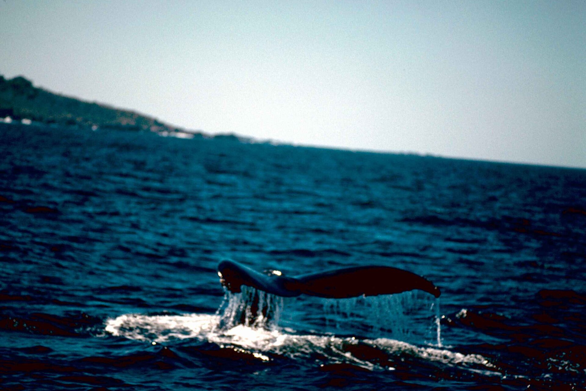 A humpback whale at the surface of the open ocean — its baleen and tissues carry a continuous isotopic record of migration and diet.