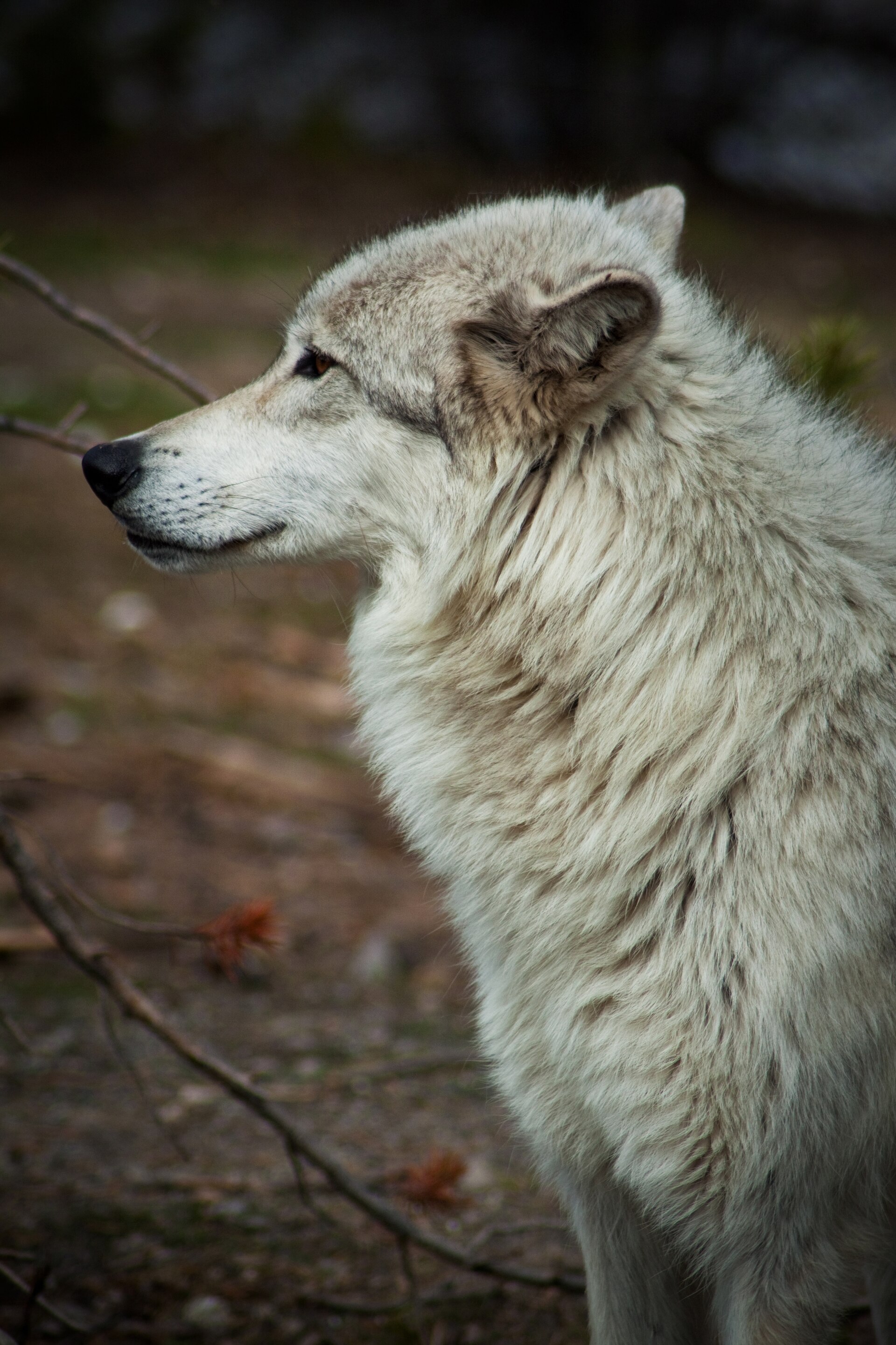 A close-up of a wolf (Canis lupus) in a natural setting.